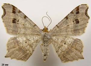 M.alternata_1