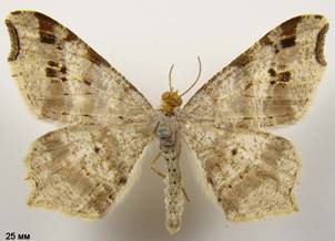 M.alternata_3
