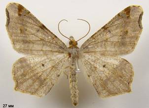 M.alternata_4