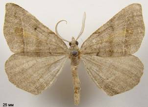 M.artesiaria
