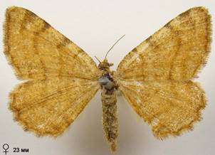 M.brunneata_1