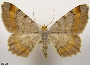 M.liturata_1