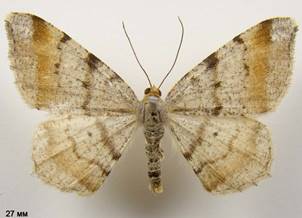 M.liturata_3