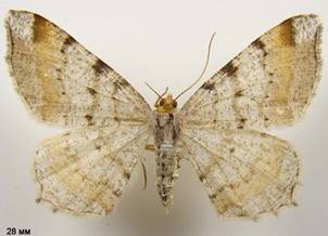 M.liturata_4