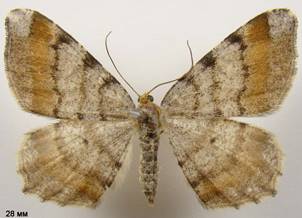 M.liturata_7