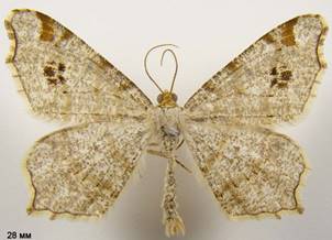 M.notata_1