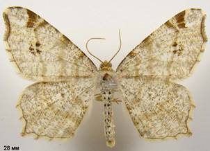M.notata_3