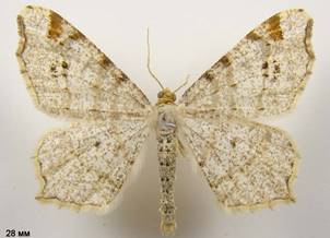 M.notata_5
