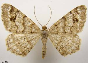 M.signaria_1