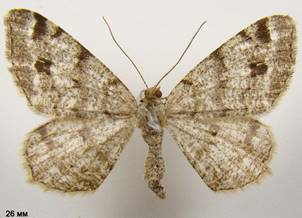 M.signaria_2
