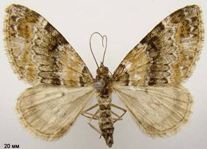P.taeniata_1