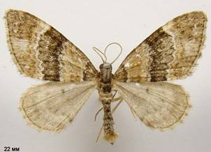 P.taeniata_2