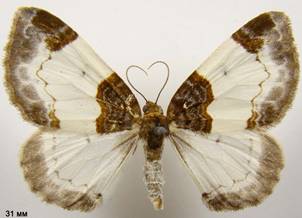 M.albicillata_2