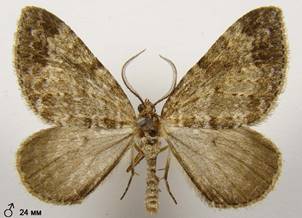 M.didymata_1