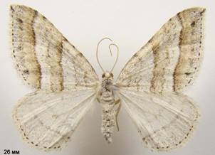 M.parallelolineata