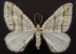 M.parallelolineata.