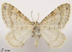 M.verberata_1