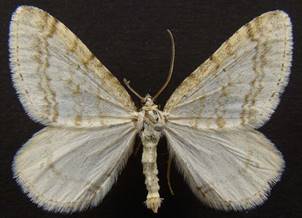 M.verberata_2.