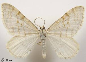 M.verberata_3