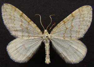 M.verberata_5.