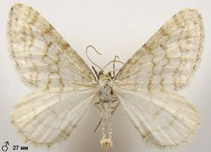 M.verberata_6