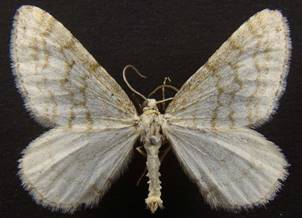 M.verberata_6.