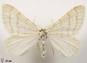 M.verberata_7