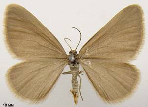 M.murinata_2