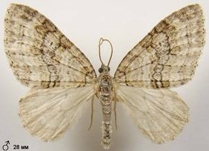 N.sertata_2