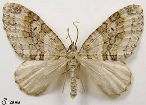 N.sertata_3