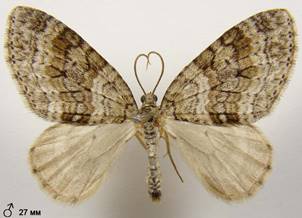 N.sertata_4