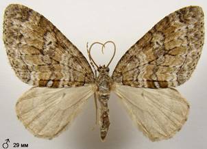 N.sertata_5