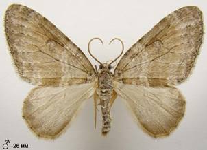 N.sertata_7