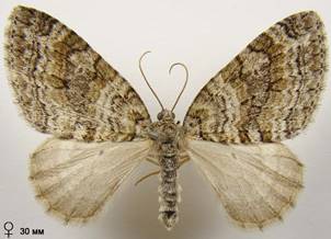 N.sertata_8