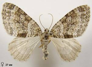 N.sertata_9