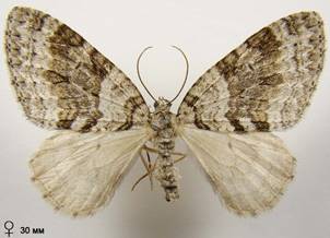 N.sertata_10