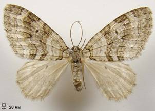 N.sertata_11