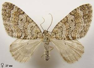N.sertata_13