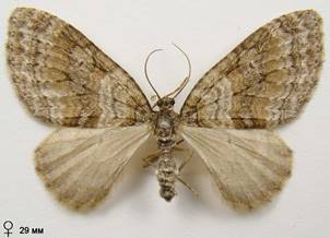 N.sertata_14
