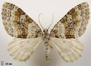 N.sertata_15