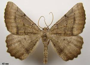 G.dumetata_2