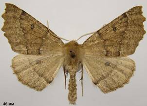 O.bidentata_1