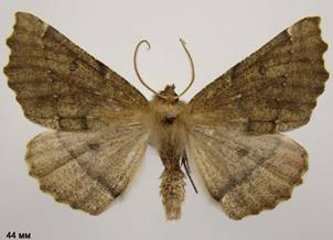 O.bidentata_2