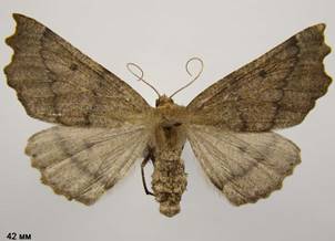 O.bidentata_3