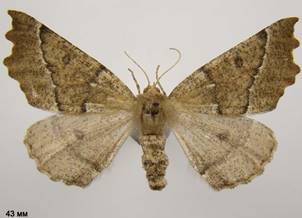 O.bidentata_4