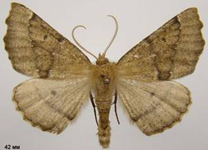 O.bidentata_5