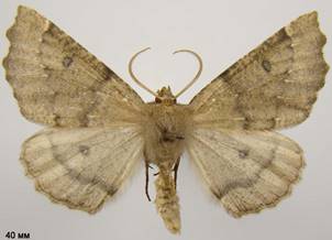 O.bidentata_6