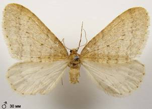 O.brumata_1