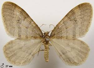O.brumata_2