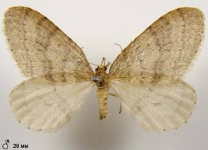 O.brumata_3